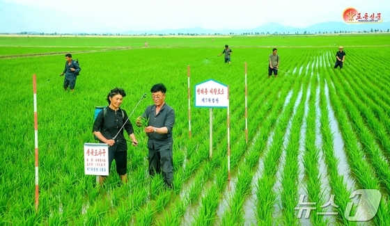 Workers at Anbuk Farm of the North Pyongan Province Agriculture and Rural Economy Committee are doing a good job of pest control. / Rodong Sinmun