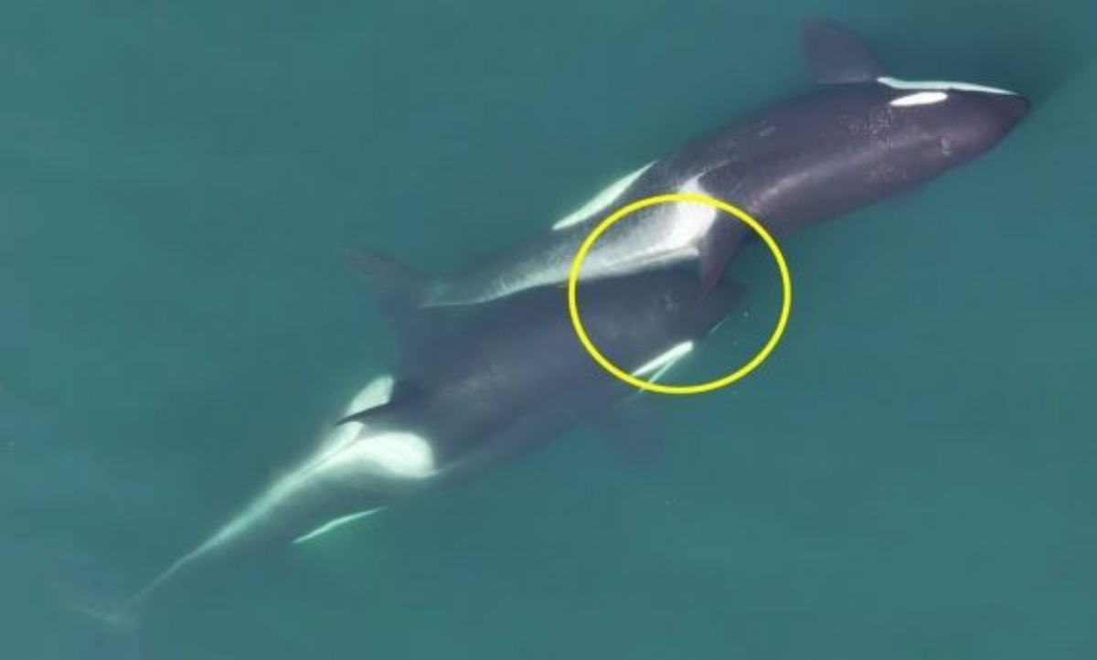 引用:クジラ研究センター