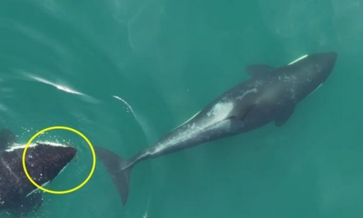 引用：クジラ研究センター