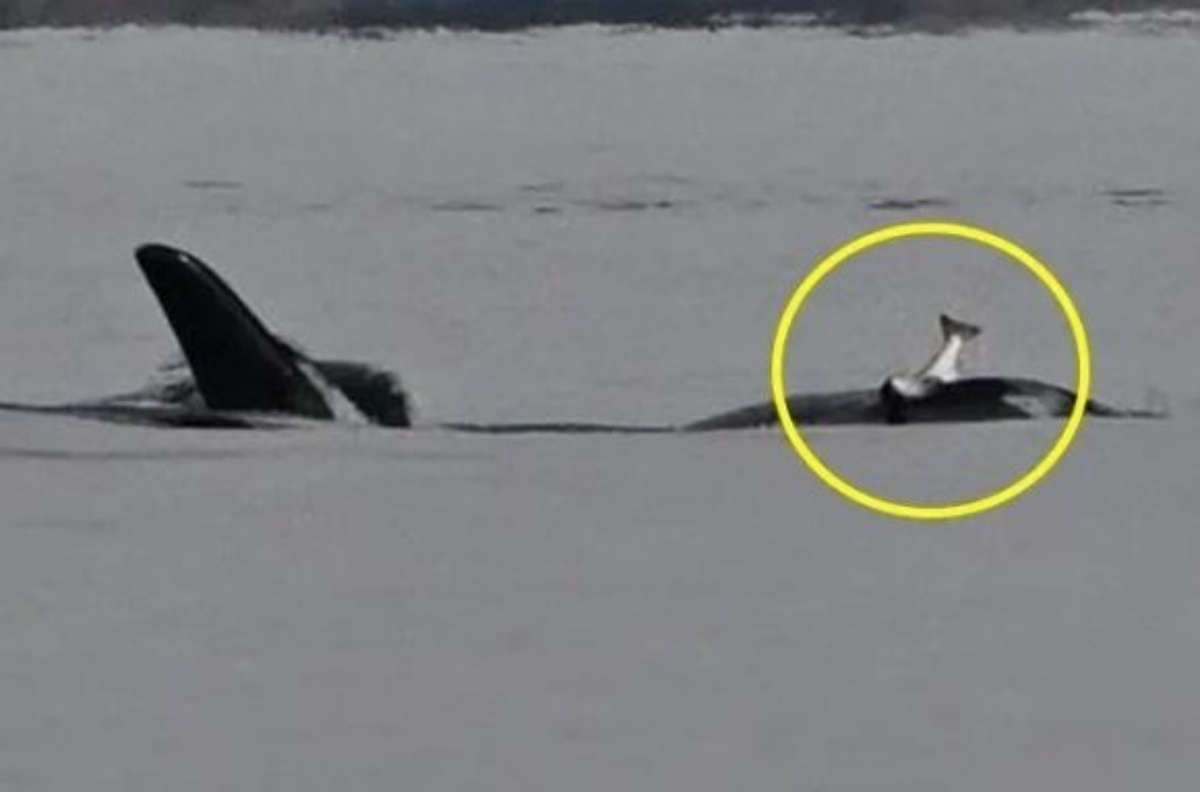 引用：Pacific Whale Watch Association