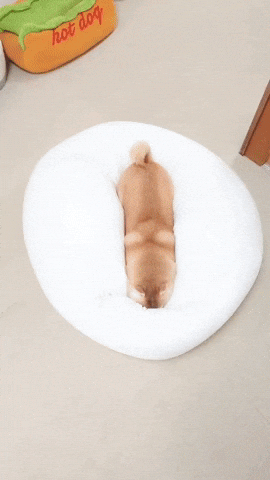 引用:X@shiba_charmy