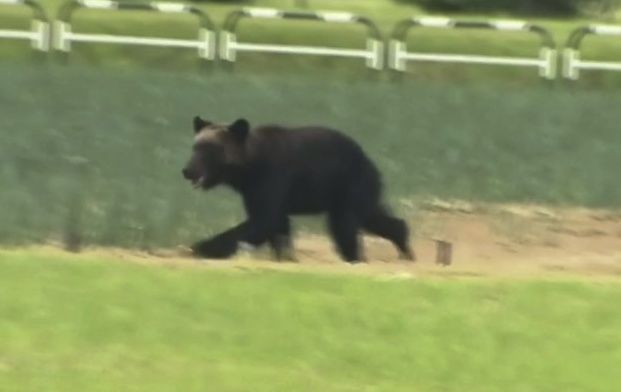 引用:ニューシス