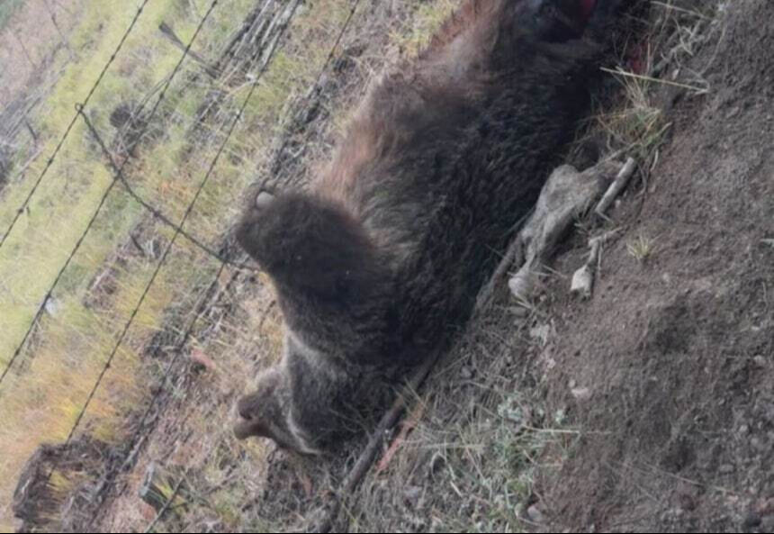 引用:ニューシス