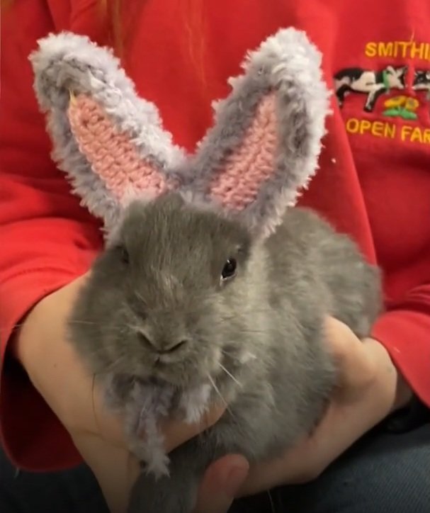 引用:ニューシス