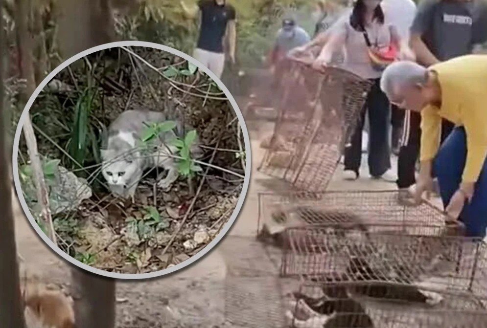 引用:ニューシス