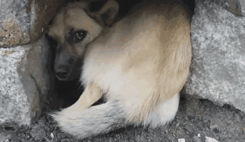 引用：ウェイボー