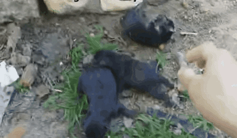 引用：ウェイボー