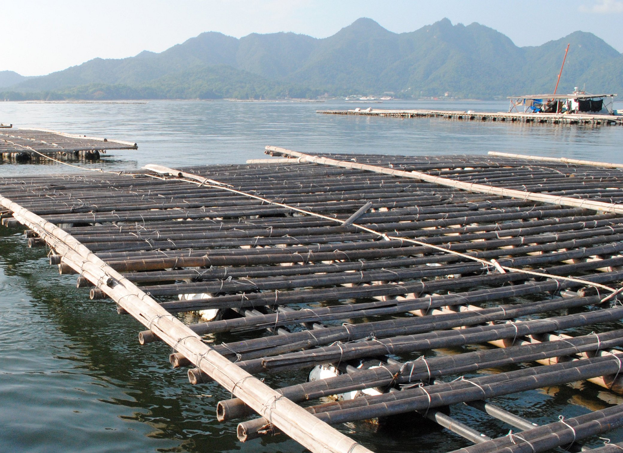 引用：中国新聞