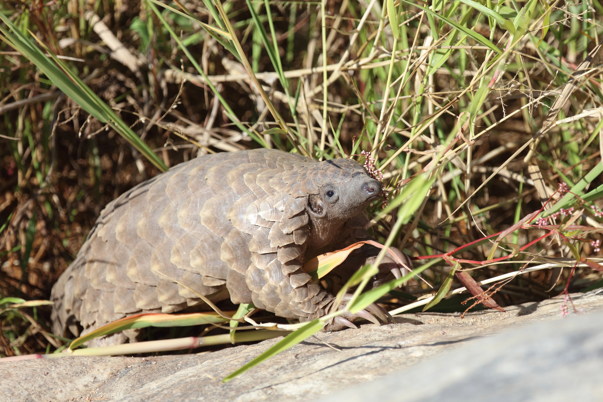 引用：depositphotos*この画像は記事の内容と一切関係ありません