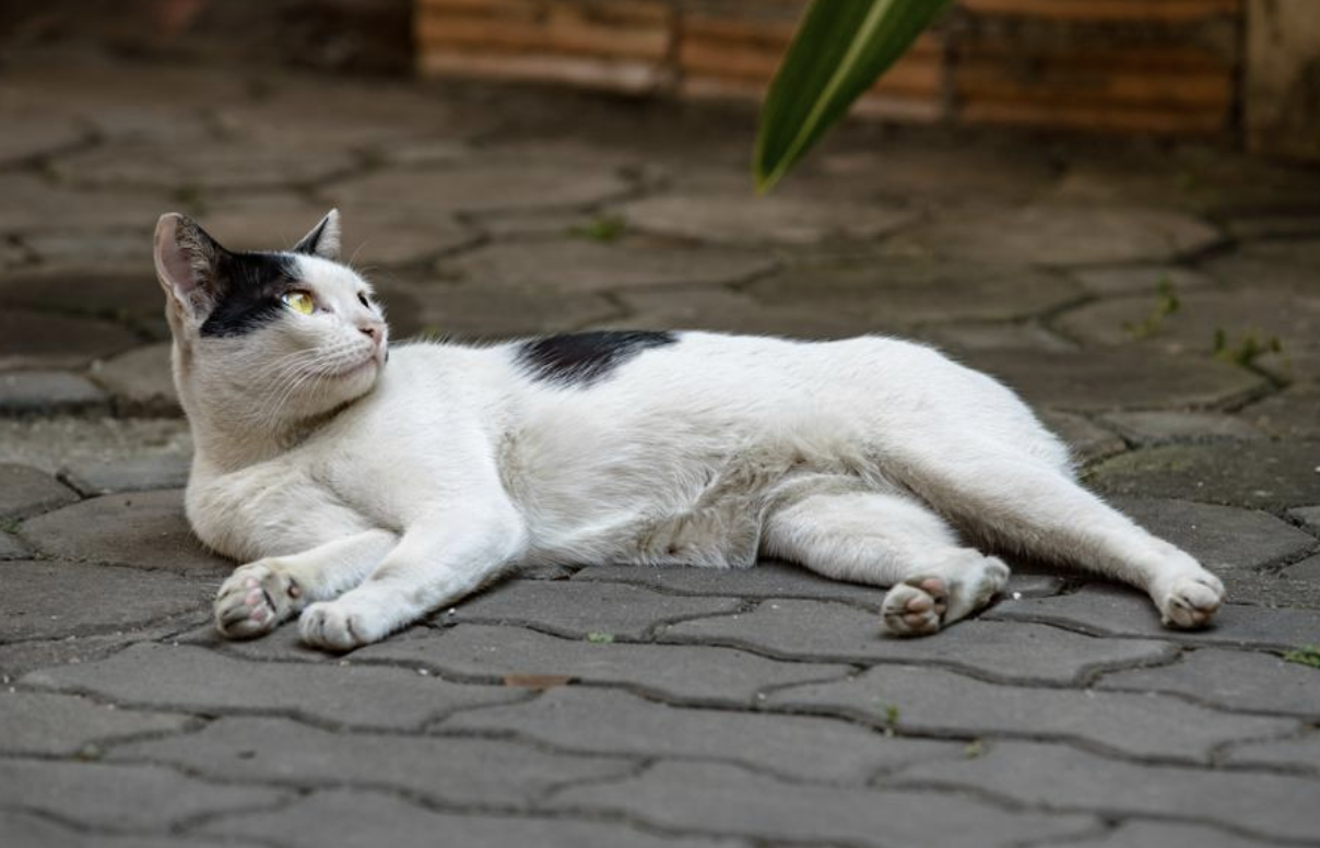 [출처] 한국저작권위원회