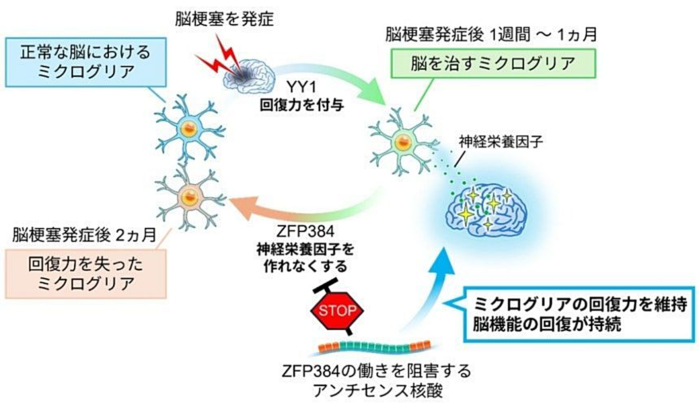 引用：東京科学大学ホームページ