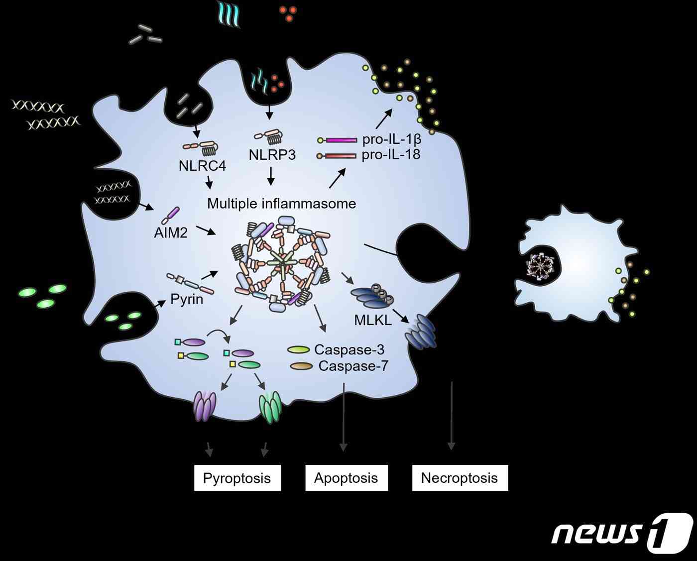 4가지 병원체 관련 패턴 주입 시 형성되는 파놉토솜과 염증성 세포사멸. (UNIST 제공)