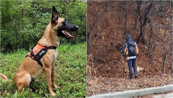 강원도소방본부 양양항공대 소속 119 구조견 '헤라'와 핸들러. ⓒ강원도소방본부 제공