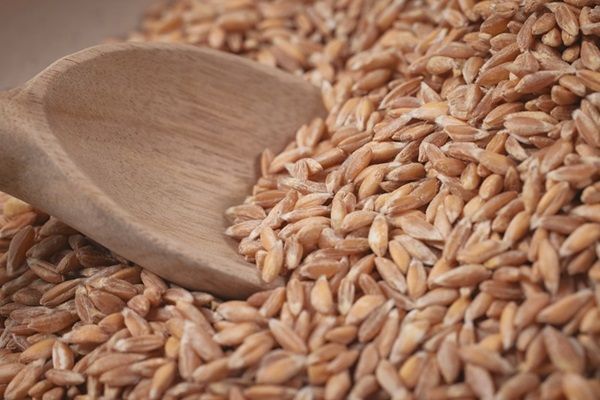 ⓒ저당곡물 파로