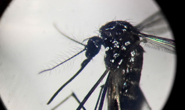뎅기열 매개체인 이집트숲모기. 사진=AFP 연합뉴스
