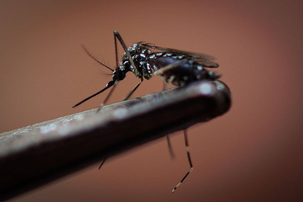 라질 상파울루에서 뎅기열을 옮기는 모기(Aedes aegypti)의 모습. / EPA 연합뉴스 