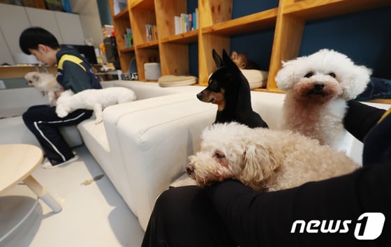 서울 마포구 카라 더불어숨센터에서 유기견들이 입양을 기다리고 있다. 2024.2.11/뉴스1 © News1 김민지 기자