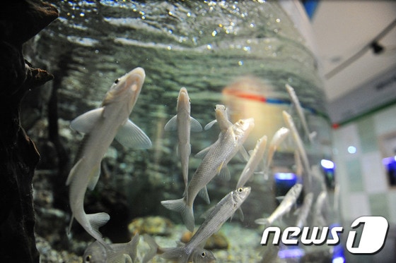 태화강생태관 /뉴스1 DB © News1