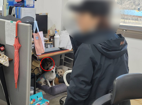 카라노조가 동물 보호와 입양을 총괄하는 국장이 폭행한 구조견이 책상 밑에 숨은 모습이라고 주장한 사진. (민주노총 일반노조 카라지회 제공)