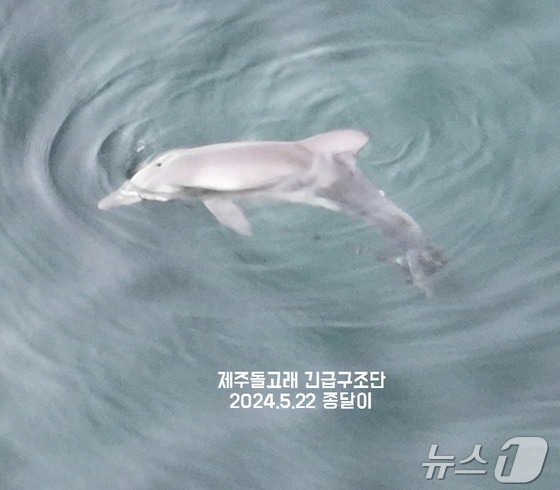 제주돌고래긴급구조단이 지난 22일 확인한 종달이.(제주돌고래긴급구조단 제공)/뉴스1  