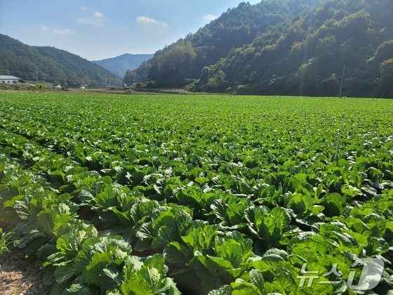 준고랭지에서 재배해 아삭한 식감과 달고 고소한 괴산배추.(괴산군 제공)/뉴스1
