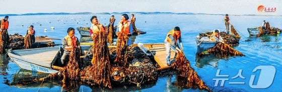 (평양 노동신문=뉴스1) = 북한 노동당 기관지 노동신문은 26일 '바닷가 양식을 대대적으로 전개하자'란 제목의 기사에서 서해 여러 바닷가 양식사업소들이 이달 들어 매일 평균 수백톤(t)의 다시마를 수확하고 있다고 보도했다. 사진은 옹진바닷가양식사업소. [국내에서만 사용가능. 재배포 금지. DB 금지. For Use Only in the Republic of Korea. Redistribution Prohibited] rodongphoto@news1.kr