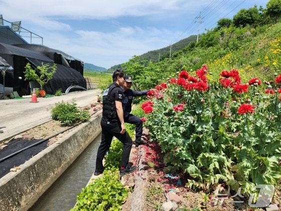 경남경찰청 드론순찰대 대원들이 23일 의령군 칠곡면 한 농로변에서 불법 재배되고 있는 양귀비를 살펴보고 있다.(경남경찰청 제공)