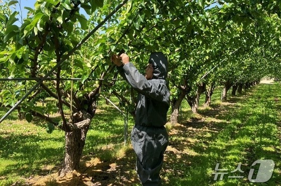 충북 보은군의 한 사과밭에서 과수화상병 예찰 활동을 하고 있다. (보은군 제공) /뉴스1