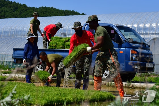 경북 포항에 주둔 중인 미 해병대 캠프무적 장병들이 해병대 1사단 장병들과 함께 20일 오전 남구 장기면에서 모내기에 사용할 모판을 옮기고 있다. 2024.5.20/뉴스1 © News1 최창호 기자