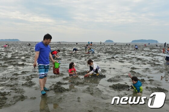 고창 갯벌에서 아이들이 바지락을 캐고 있다. 멀리 내죽도와 외죽도가 보인다.(뉴스1/DB)© News1 박제철 기자