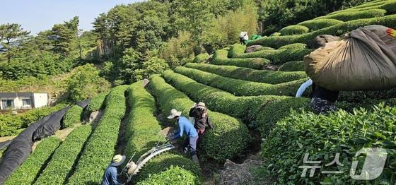 하동 녹차밭.(하동군 제공)
