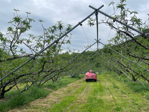 임실군, 돌발해충 적기 방제 참여 당부