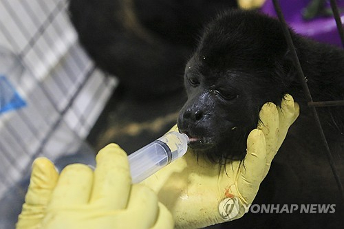 '어떻게…죽은 원숭이·새가 하늘에서 수도 없이 떨어져요'