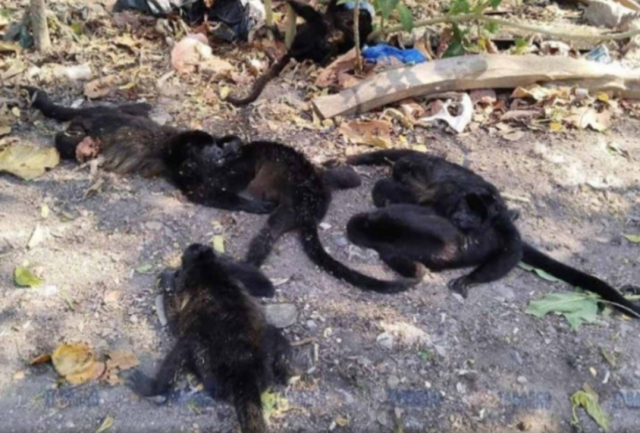 '어떻게…죽은 원숭이·새가 하늘에서 수도 없이 떨어져요'