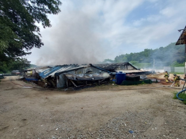 용인서 돈사 화재로 돼지 3000여마리 죽어