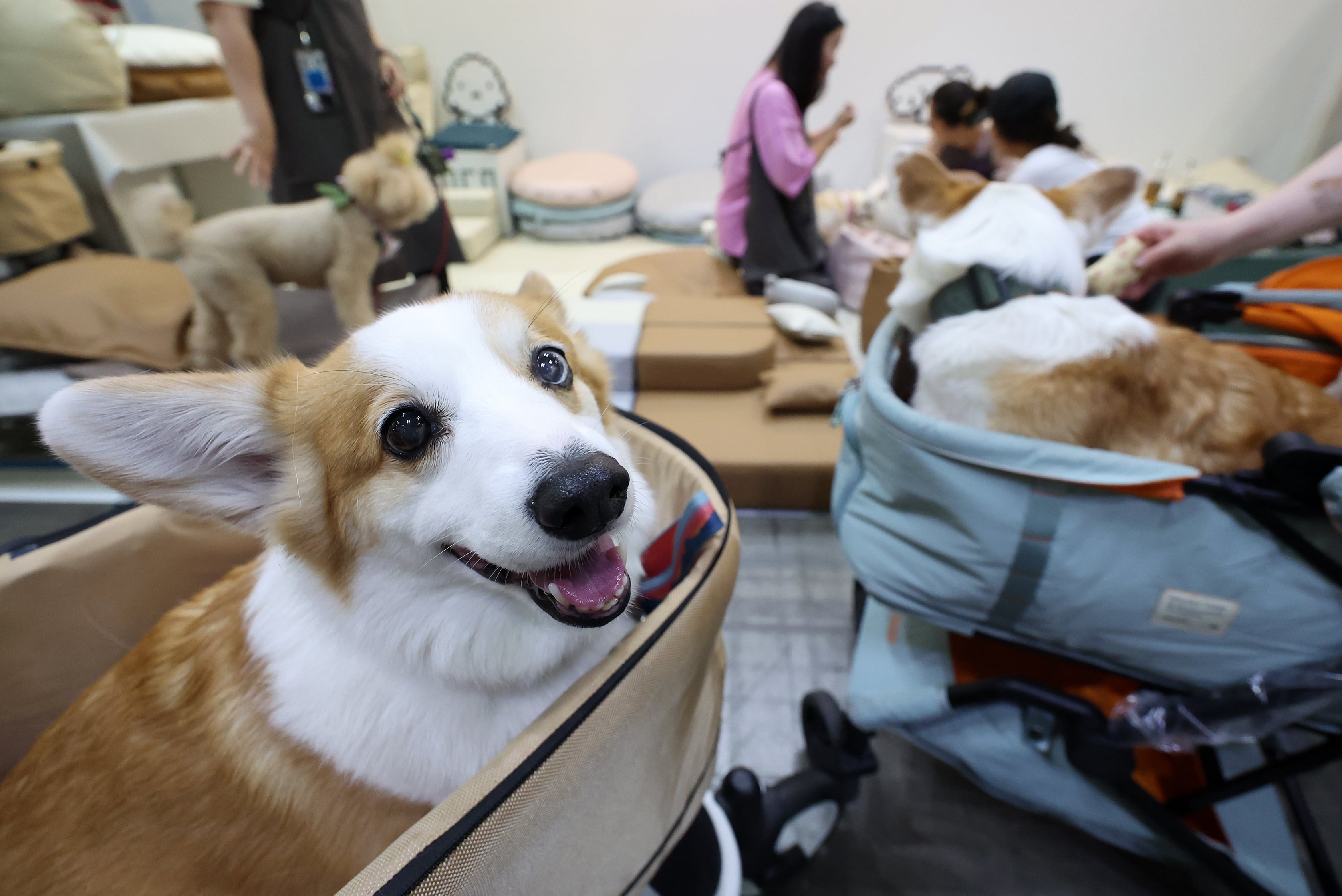 지난 19일 오전 경기 일산 킨텍스 제1전시장에서 열린 2024 메가주 일산에서 반려견을 동반한 관람객들이 전시장을 둘러보고 있다. /뉴스1