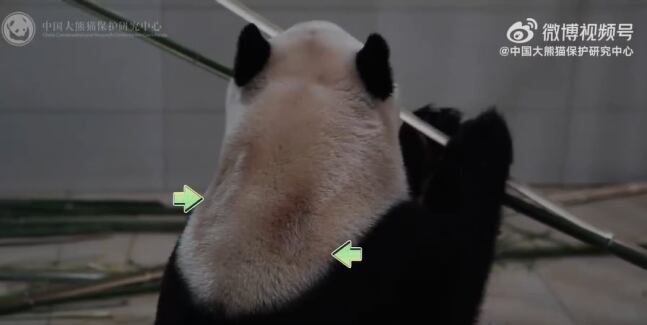 중국 자이언트 판다 보호·연구센터가 28일(현지 시각) 공식 웨이보 계정에 올린 푸바오 영상. 목 부분의 탈모 현상에 대해 화살표로 표시해 설명하고 있다. /웨이보