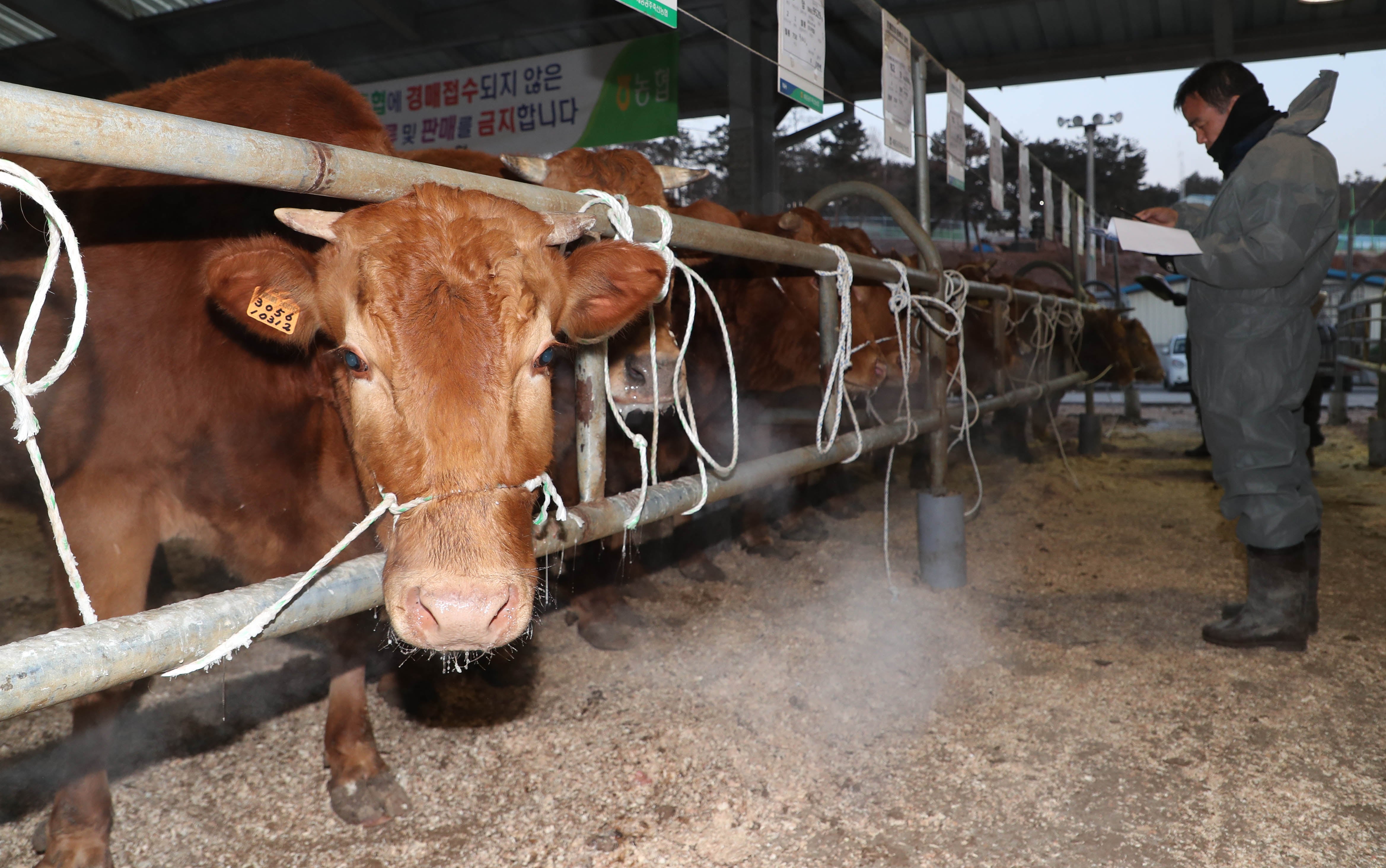 한우 축산 농가에서 농민이 축사를 살펴보고 있다. /뉴스1