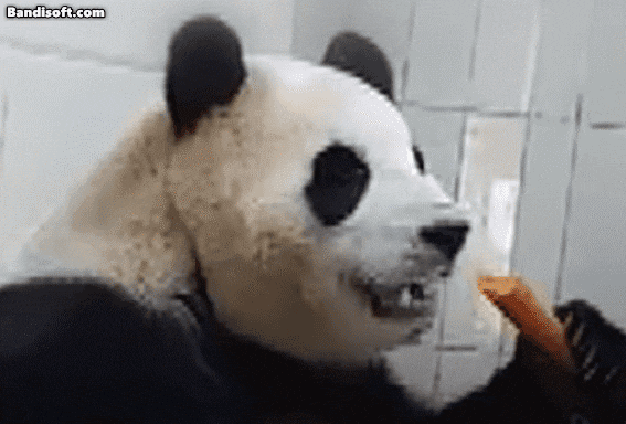 중국판다보호연구센터가 푸바오의 근황을 공개했다. /중국판다보호연구센터 웨이보 캡처