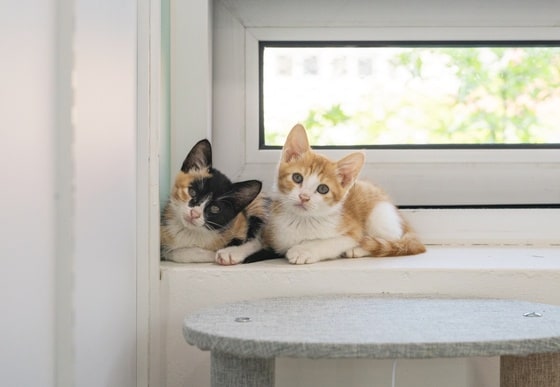 구조된 고양이들은 찌미(왼쪽)와 뀨리란 이름으로 동물자유연대 온캣 센터에서 가족을 기다리고 있다. (동물자유연대 제공) © 뉴스1