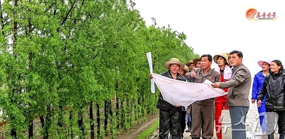 (평양 노동신문=뉴스1) = 북한 노동당 기관지 노동신문은 5일 황해북도 은천군, 함경남도 함주군, 함경북도 경성군의 지방공업공장 원료 공급을 위한 노력을 소개했다. 사진은 평안북도 운산군에서 참대버드나무를 가꾸는 노동자들. [국내에서만 사용가능. 재배포 금지. DB 금지. For Use Only in the Republic of Korea. Redistribution Prohibited] rodongphoto@news1.kr