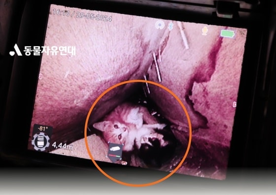 벽안에 갇혀 구조를 기다리던 새끼 고양이 남매 (동물자유연대 제공) © 뉴스1