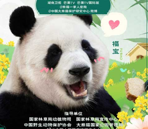 “보고싶었어”…푸바오, 12일 오전 9시30분 대중에 공개한다