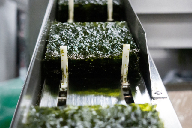 '검은 반도체'된 김…수심 35m 이상 외해서도 양식 허용