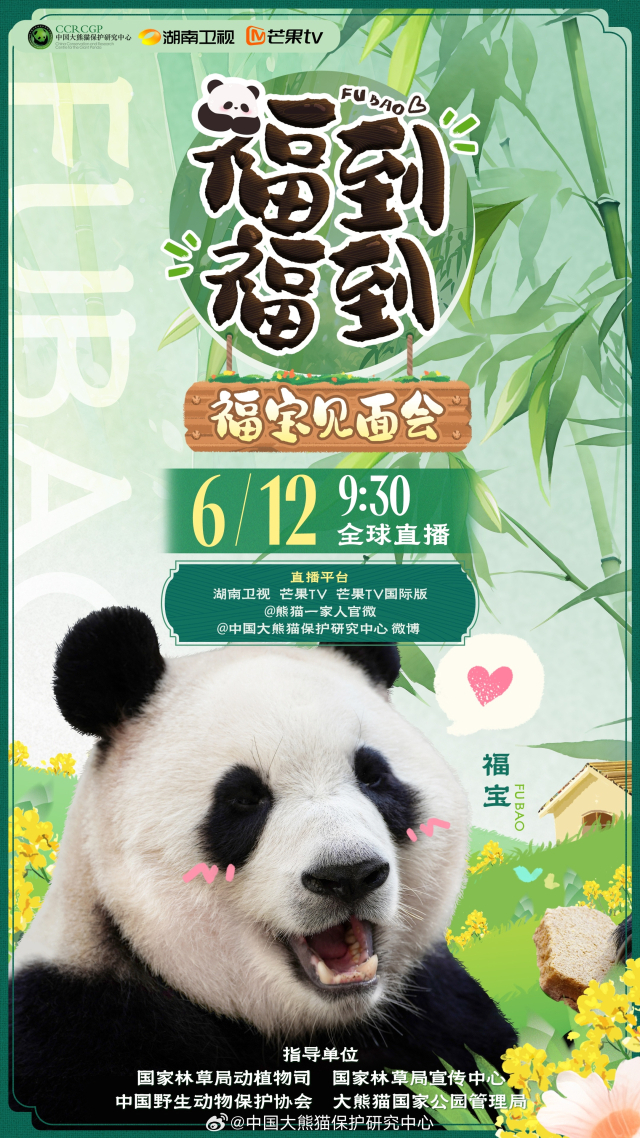 “보고싶었어”…푸바오, 12일 오전 9시30분 대중에 공개한다