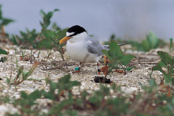 천수만서 ‘멸종위기종 이것’ 발견에 공사 중단…얼마나 귀하길래