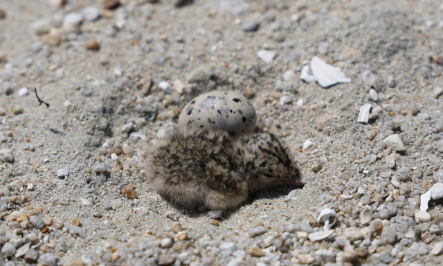 천수만서 ‘멸종위기종 이것’ 발견에 공사 중단…얼마나 귀하길래