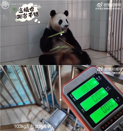 사진=중국 판다보호센터 웨이보 캡처