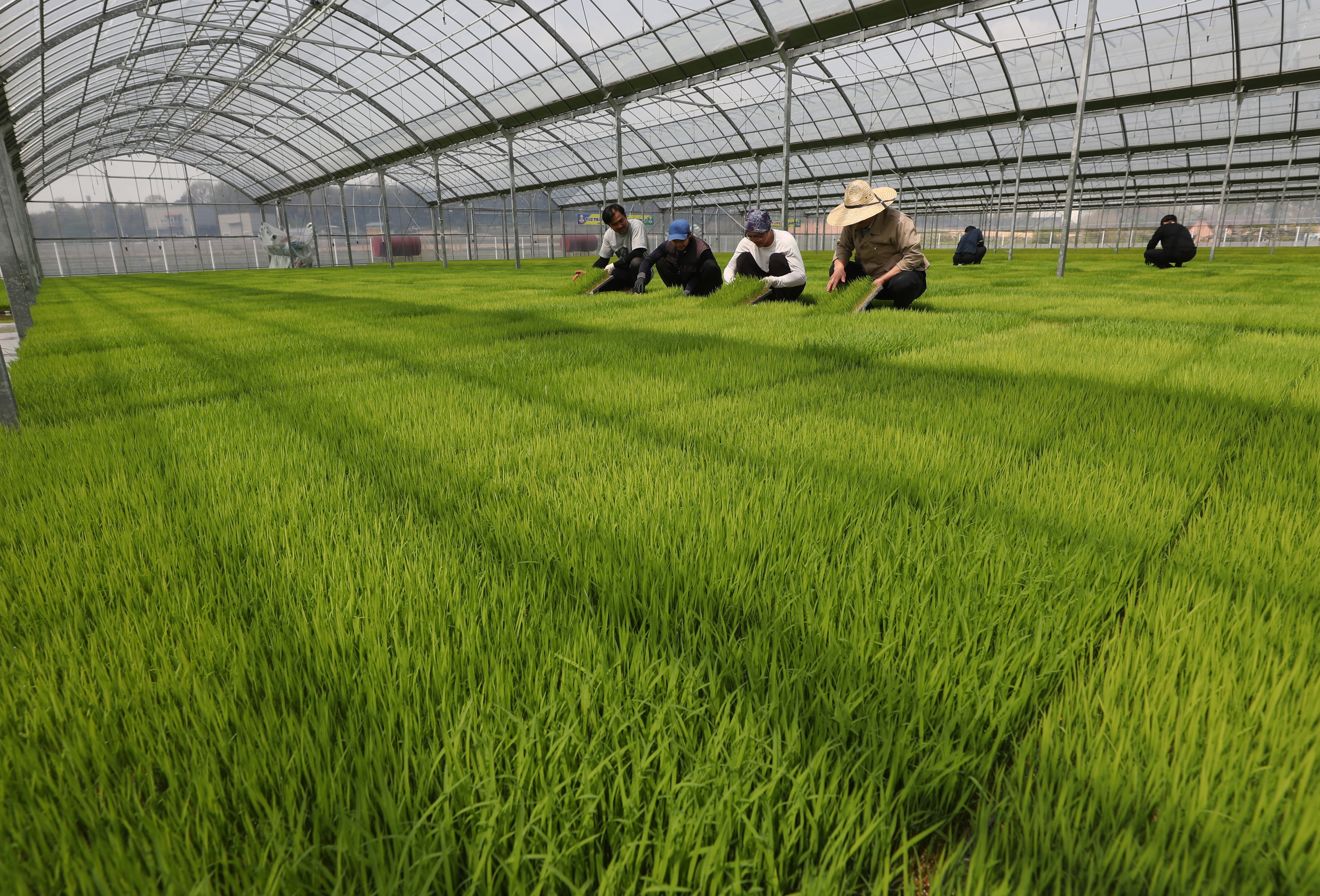 지난 4월 18일 오후 경기 이천시 대월농협공동육묘장에서 관계자들이 볏모가 자라나고 있는 모판을 살펴보고 있다. /뉴스1