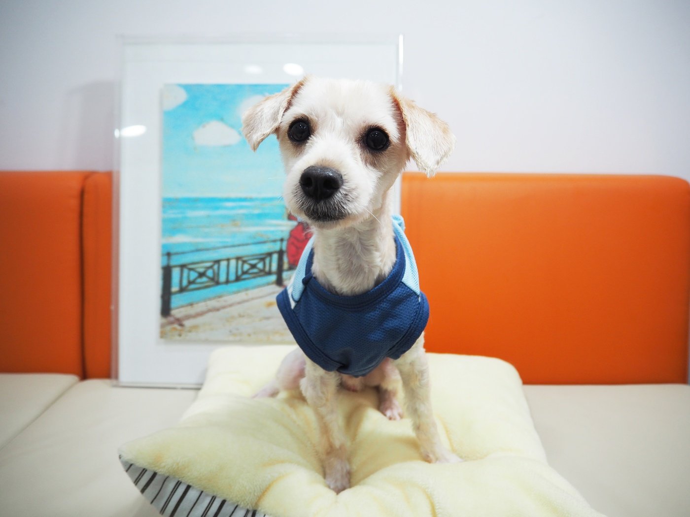 서울동물복지지원센터 마포에서 보호 중인 강아지 보물이 (서울동물복지지원센터 제공) ⓒ 뉴스1
